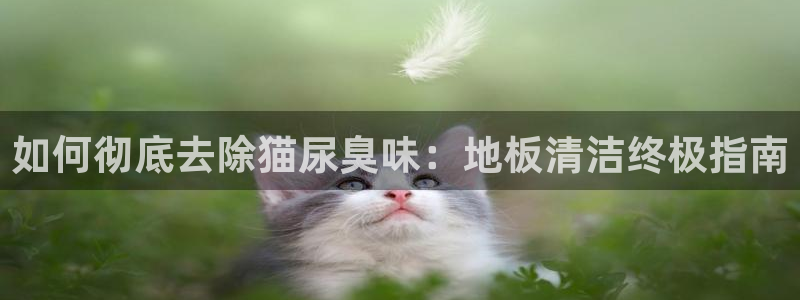 尊龙凯时国际：如何彻