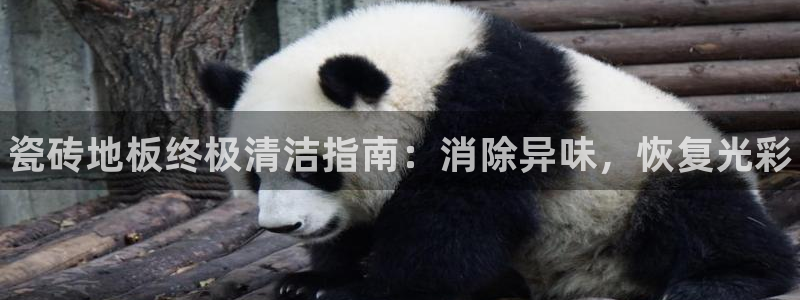 尊龙版末代皇帝：瓷砖地板终极清洁指南：消除异味，恢复光彩